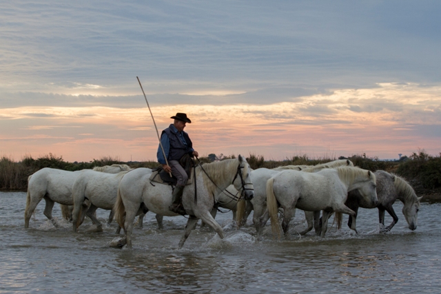 chevaux camargue 