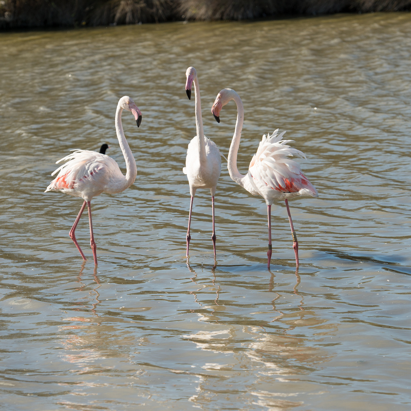 les flamants roses 