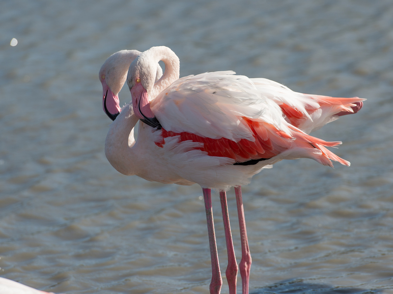 les flamants roses