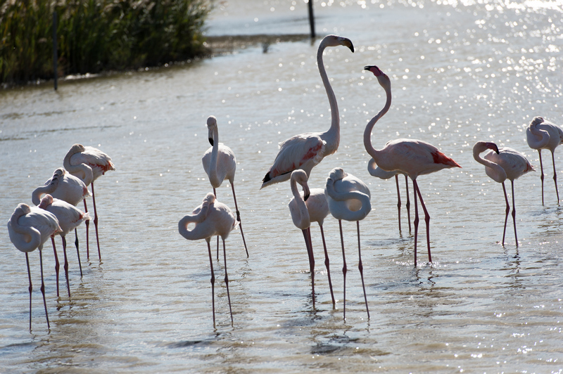 les flamants roses