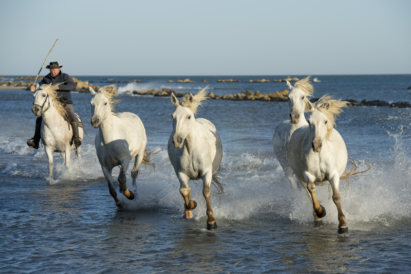 chevaux en bor de mer 