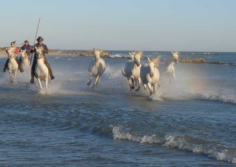 cheveaux en bord de mer 